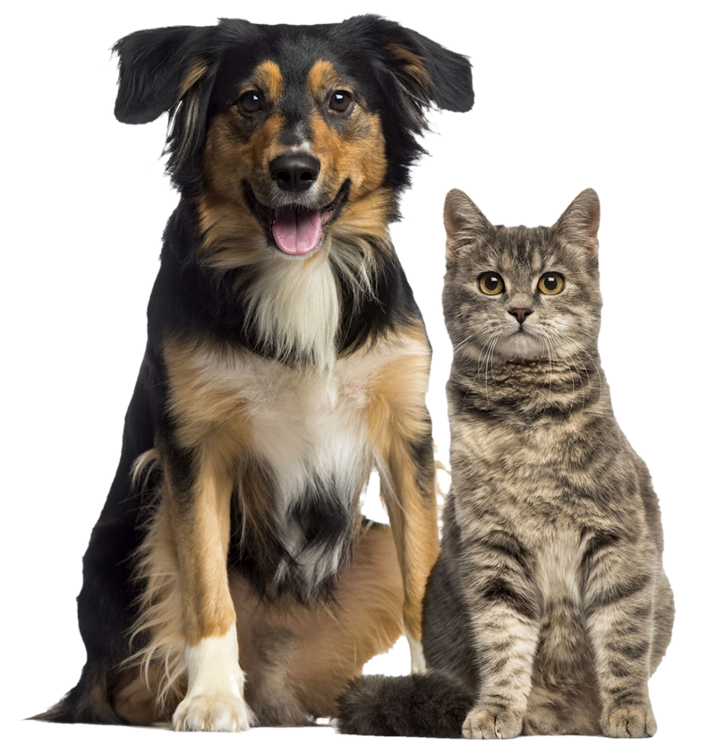 dog_and_cat_png_by_dalidas_art_db0lgx1-fullview